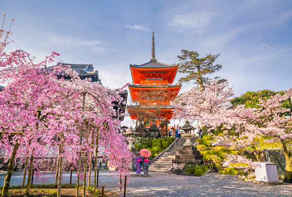 Du lịch Nhật Bản mùa hoa anh đào, choáng ngợp với những thành phố đẹp như tranh vẽ